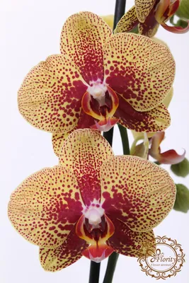 Dtps. KV Charmer '#1' PHALAENOPSIS ORCHIS FLORICULTURING INC.