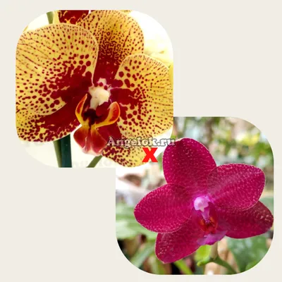 Оранжевая пестрая орхидея charmer phalaenopsis в белом горшке на светлом  фоне красивое разнообразие орхидей в белом горшке на белом фоне обильно  цветущая орхидея | Премиум Фото