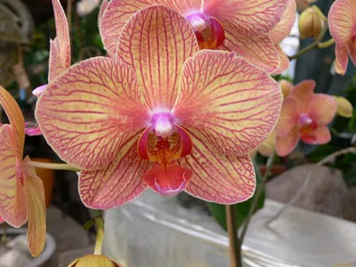 Dtps. KV Charmer '#4' PHALAENOPSIS ORCHIS FLORICULTURING INC.