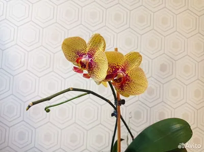 Phalaenopsis Orchid, Variety Charmer. Beautiful Yellow Orchid With Burgundy  Dots On A Blue Plank Background. Yellow Speckled Phalaenopsis Фотография,  картинки, изображения и сток-фотография без роялти. Image 150486659