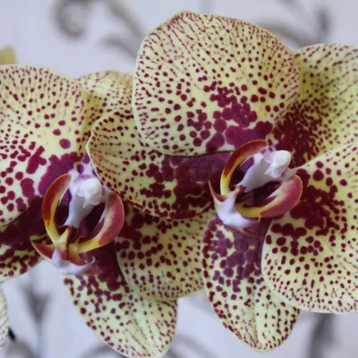 Phal. KV Charmer '802' - OrchidWeb