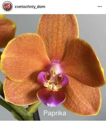 Орхидея Phalaenopsis (отцвёл)