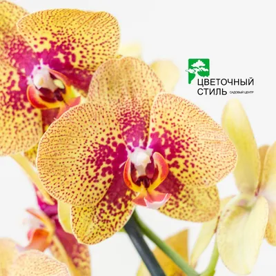 sora orchid | PhotoFly Travel Club