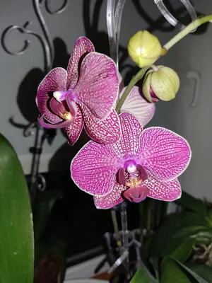 Орхидея Phalaenopsis