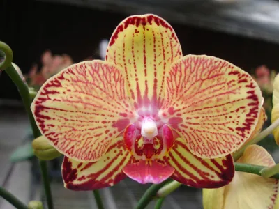 Orchidej Phalaenopsis Charmer - Montreux mix 2výhonková koupit v OBI