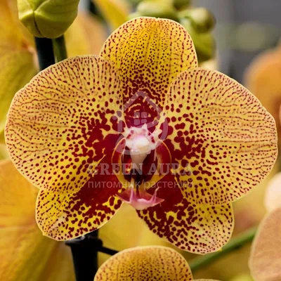 Dtps. KV Charmer “5702” – Welcome to Orchid Cultivators