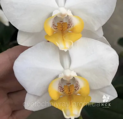 Орхидея Дарвин (phal. Darwin) в домашнем цветении - YouTube