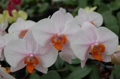 White creme blooming orchid of the genus phalaenopsis variety Darwin Stock  Photo | Adobe Stock
