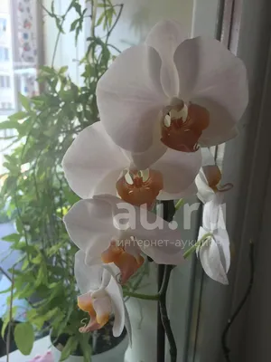 Phal. Heliodor “Darwin” – Welcome to Orchid Cultivators