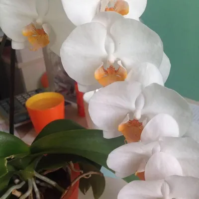 Фаленопсис Дарвин | Орхидеи, Орхидея, Цветы