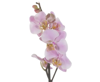 Орхидея Anthura Darwin – купить в Москве, цена 1 300 руб., продано 2  октября 2019 – Растения и семена