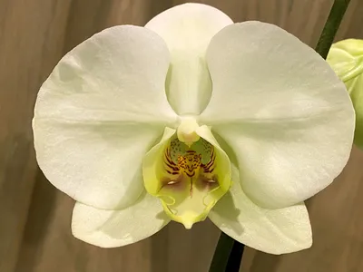 ШИКАРНАЯ орхидея ДАРВИН в ЛЕНТА | Orchids ORCHID ОРЕНБУРГ Обзор ОРХИДЕИ -  YouTube