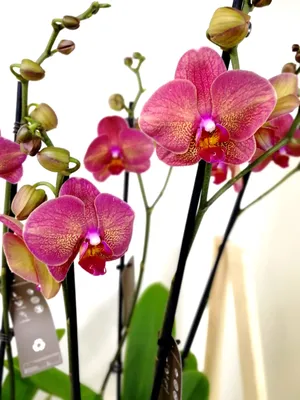 Орхидея фаленопсис “Darwin”. Читаем описание. — купить в Красноярске.  Горшечные растения и комнатные цветы на интернет-аукционе Au.ru