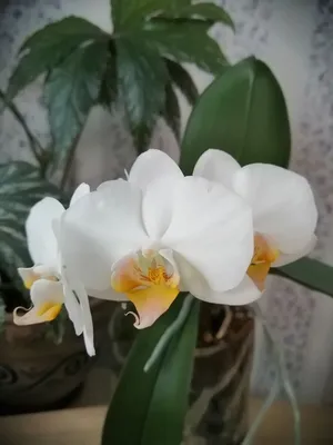 Phal. Darwin : r/orchids