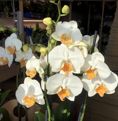 White Creme Blooming Orchid of the Genus Phalaenopsis Variety Darwin with  Orange Lip on Black Background Stock Image - Image of botany, copy:  246822515