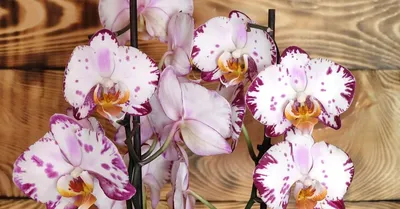 Photo of the bloom of Moth Orchid (Phalaenopsis Heliodor 'Darwin') posted  by BlueOddish - Garden.org