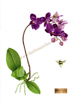 Photo of the bloom of Moth Orchid (Phalaenopsis Heliodor 'Darwin') posted  by BlueOddish - Garden.org