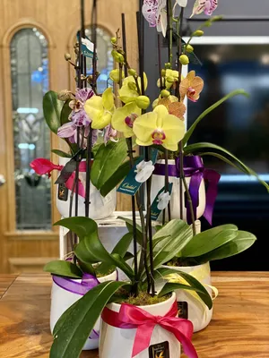 В наличии! Орхидея Anthura Darwin, последние кустики, 355 грн на 2 веточки,  благодарный, пышно цветущий сорт, белоснежный с яркой горчичной губой.  Бывает очень не часто, у кого еще нет -... - Орхидеи