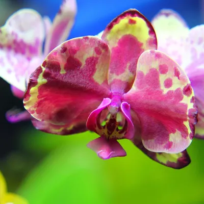 Купить Сиреневая орхидея Дарвин | UFL