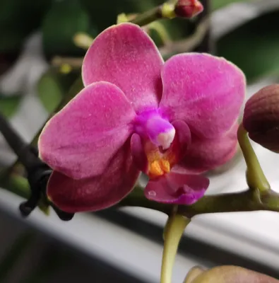 Phalaenopsis Anthura Darwin / Фаленопсис Антура Дарвин. - YouTube