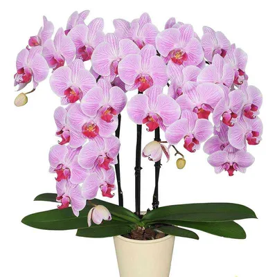 Орхидея Фаленопсис - BONA FORTE