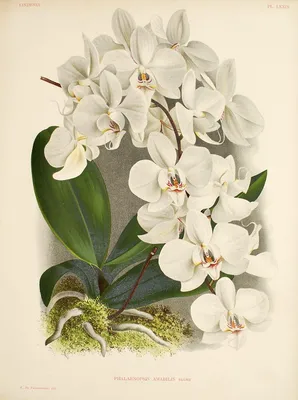 Орхидея Phalaenopsis, multiflora (отцвёл)