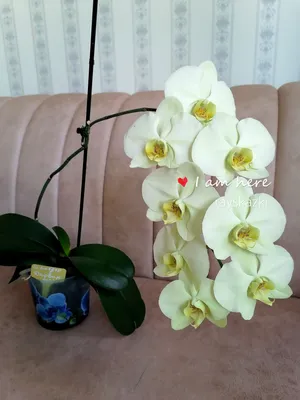 Сорт Дарвин - белые цветы с... - Самые Красивые Орхидеи | Facebook