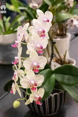 Buy Orchid Phalaenopsis Darwin | UFL