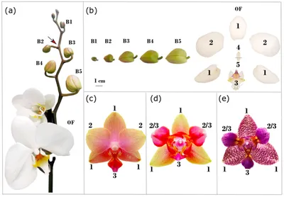 Орхидея Phalaenopsis Cute Holly, multiflora (отцвёл)