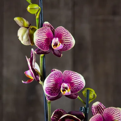 Купить орхидею Фаленопсис