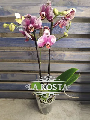 Купить Фаленопсис (орхидея) 12*65 1 ствол Phantom (Phalaenova) оптом |  Paeonia
