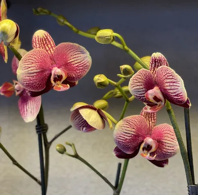 Орхидея Фаленопсис Фантом ⌀12 60 см купить в Москве с доставкой | Магазин  растений Bloom Story (Блум Стори)