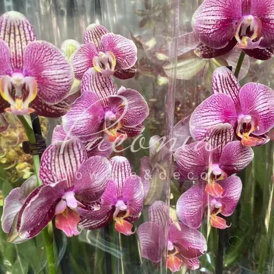 Phalaenopsis Phantom with 2 flowering stem! - Orchids, orchid care  substrates, Orchidarium