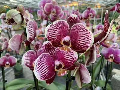 Orchid Phalaenopsis Phantom – Floraria Secret Garden (SG)
