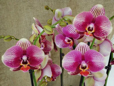 Phalaenopsis Phantom (2 Rispen) | Orchideen-Wichmann