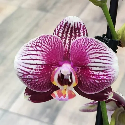 Орхидея Фантом: фото, описание сорта и уход в домашних условиях