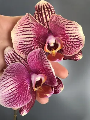 Phalaenopsis Champion Phantom