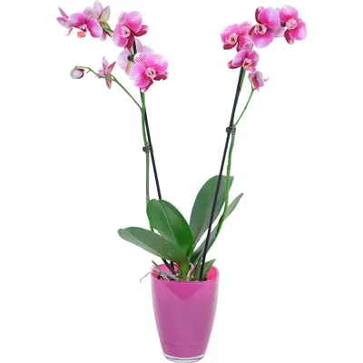 Орхидея Phalaenopsis Phantom (отцвел)