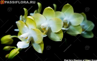 Купить орхидею в Москве | фаленопсис