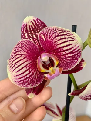 Irene's orchids - Phal. Phantom👻👻👻 Идеальный🖤 Люблю такие... | Facebook