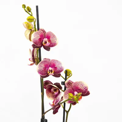 Классный, долго цветущий сорт Фантом, 2 ветки, 295... - Орхидеи Фаленопсис  - Orha_ua продажа, уход, полезные советы | Facebook