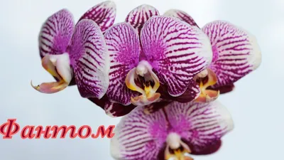 Phalaenopsis Ho's Phantom of Green Grove