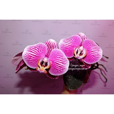 Phal. Phantom in 2023 | Orchids, Beautiful flowers, Flowers