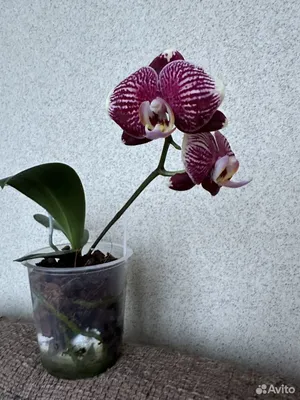 Phalaenopsis Reyoung Phantom