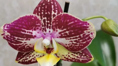 купить орхидею Фаленопсис Фантом | в Москве в интернет-магазине