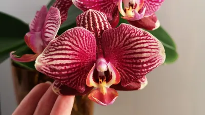 Phalaenopsis Ho's Phantom of Green Grove, | Passiflora.ru - Сервис  коллективных заказов