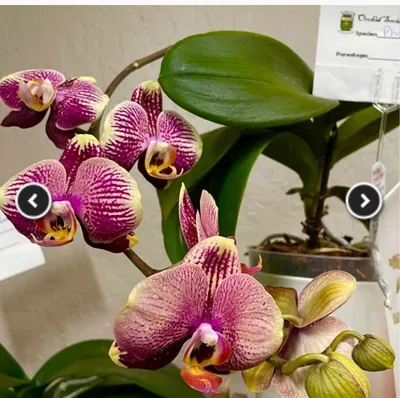 Phalaenopsis Champion Phantom Orchid Taiwan Stockfotó 73596793 |  Shutterstock
