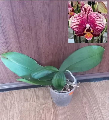 Орхидея Phal. Phantom уценка - купить, доставка Украина