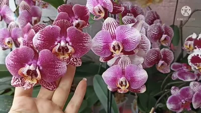 Орхидея фаленопсис Фантом купить в Обнинске | Товары для дома и дачи | Авито