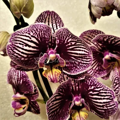 Купить Фаленопсис (орхидея) 12*65 1 ствол Phantom (Phalaenova) оптом |  Paeonia